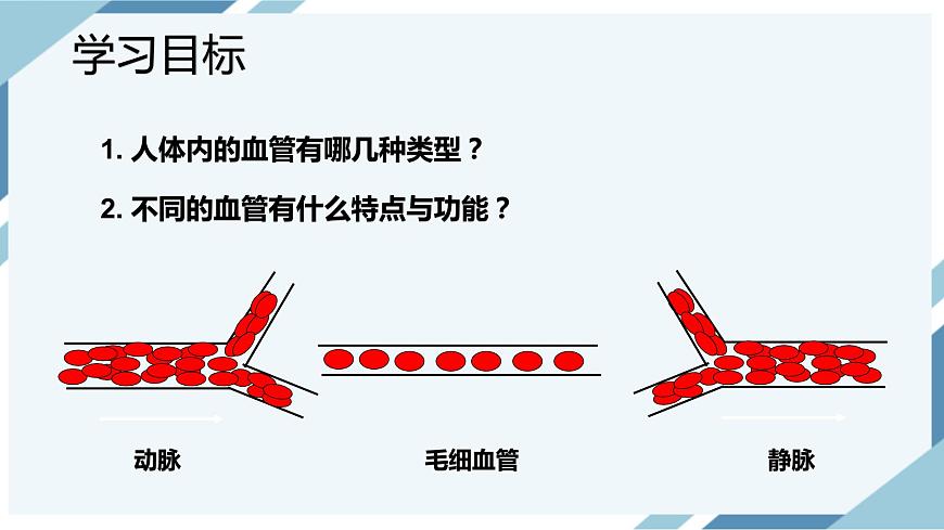 4.4.2血流的管道——血管 課件第3頁