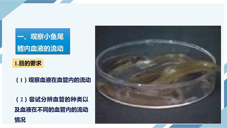 4.4.2血流的管道——血管(课件+教案+练习+导学案)05