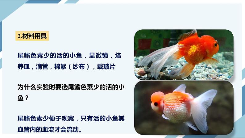 4.4.2血流的管道——血管(课件+教案+练习+导学案)06