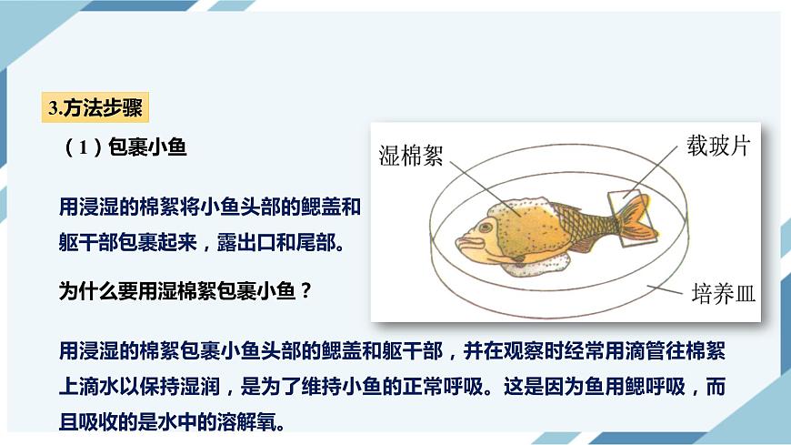 4.4.2血流的管道——血管 課件第7頁