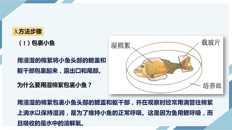 4.4.2血流的管道——血管(课件+教案+练习+导学案)07