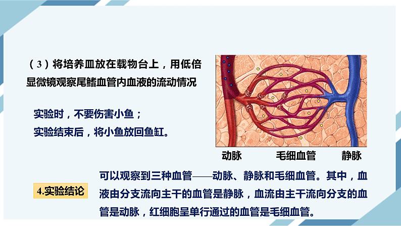 4.4.2血流的管道——血管(课件+教案+练习+导学案)08