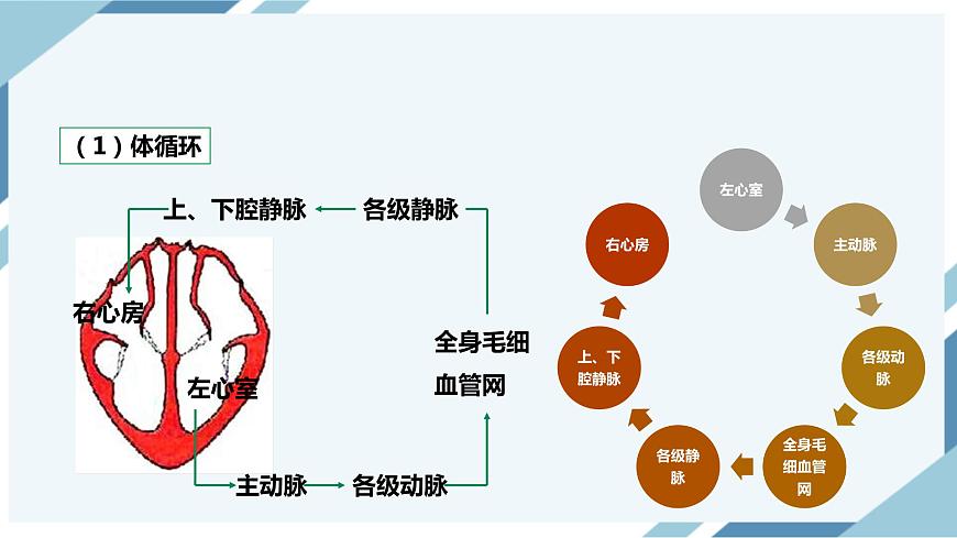 4.4.3輸送血液的泵——心臟 第二課時(shí) 課件第5頁(yè)