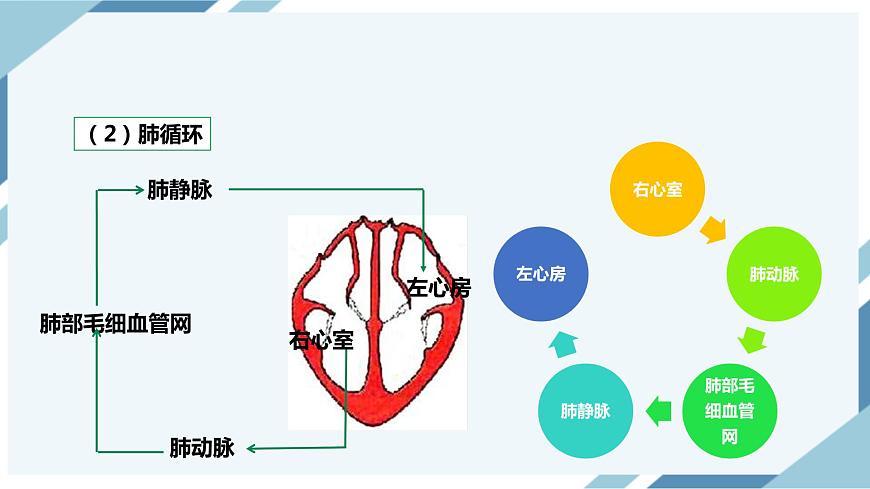4.4.3輸送血液的泵——心臟 第二課時(shí) 課件第6頁(yè)