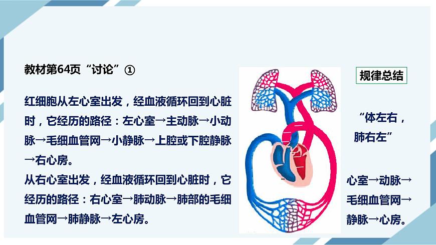 4.4.3輸送血液的泵——心臟 第二課時(shí) 課件第7頁(yè)