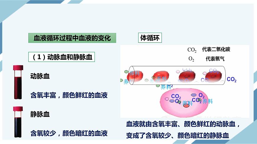 4.4.3輸送血液的泵——心臟 第二課時(shí) 課件第8頁(yè)
