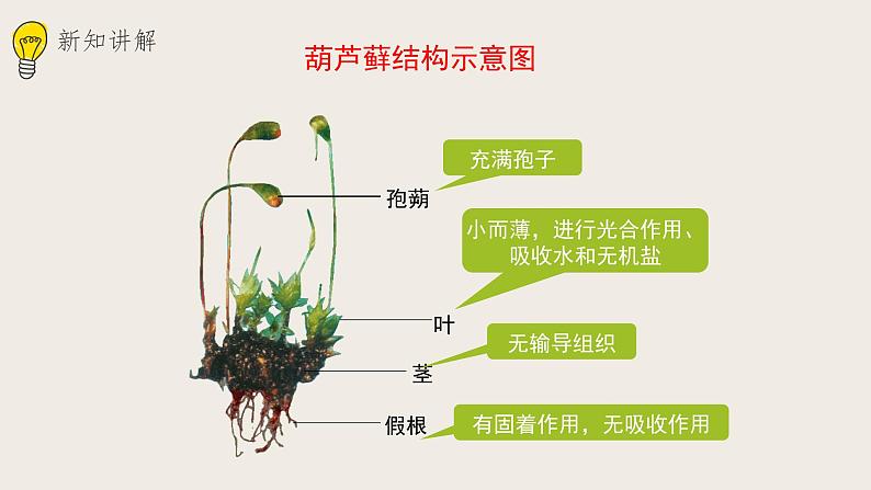 22.3植物的主要类群(课件+教案+练习+导学案)06
