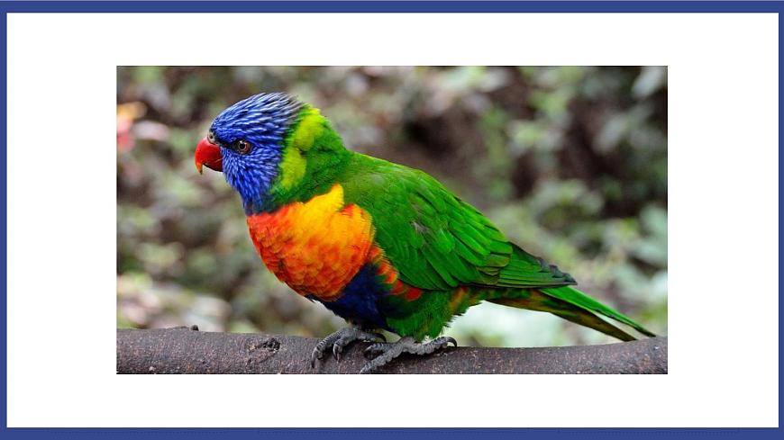 7.1.4 鳥的生殖和發(fā)育 課件第4頁