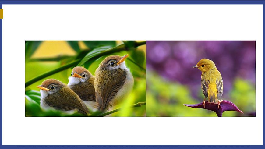 7.1.4 鳥的生殖和發(fā)育 課件第5頁