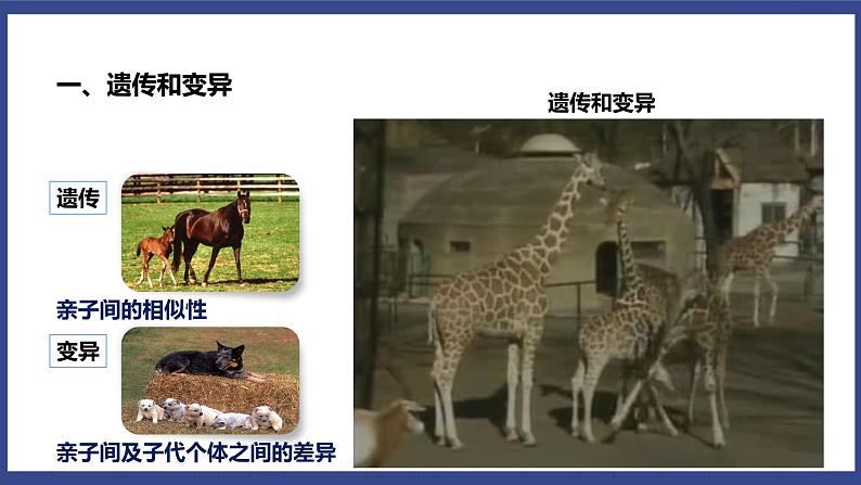 7.2.1 基因控制生物的性状(课件+教案+练习+导学案)04