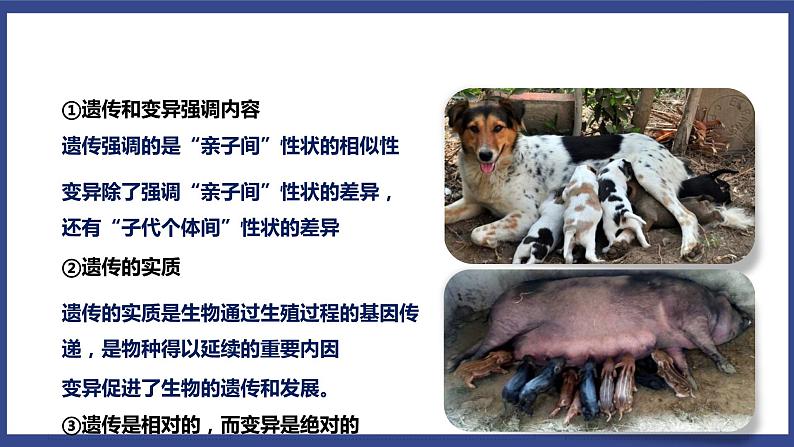 7.2.1 基因控制生物的性状(课件+教案+练习+导学案)05
