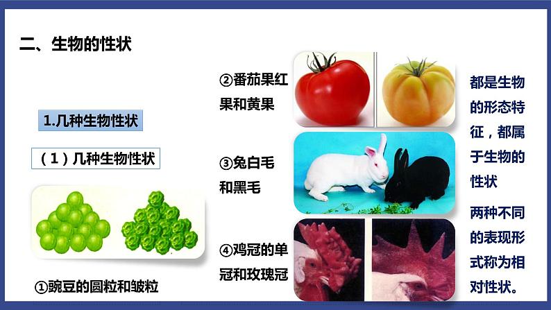 7.2.1 基因控制生物的性状(课件+教案+练习+导学案)06