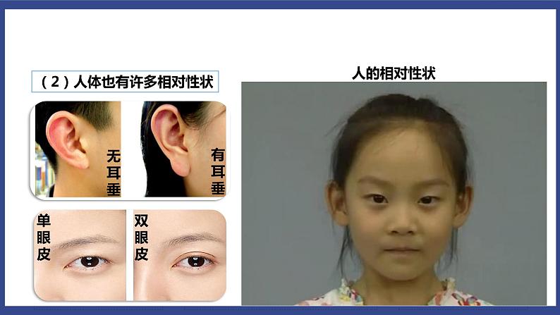 7.2.1 基因控制生物的性状(课件+教案+练习+导学案)07