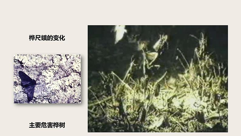 7.3.3 生物进化的原因(课件+教案+练习+导学案)05