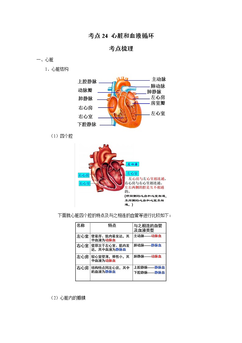 考点24 心脏和血液循环(解析版)-2022年生物中考一轮过关讲练(人教版)第1页