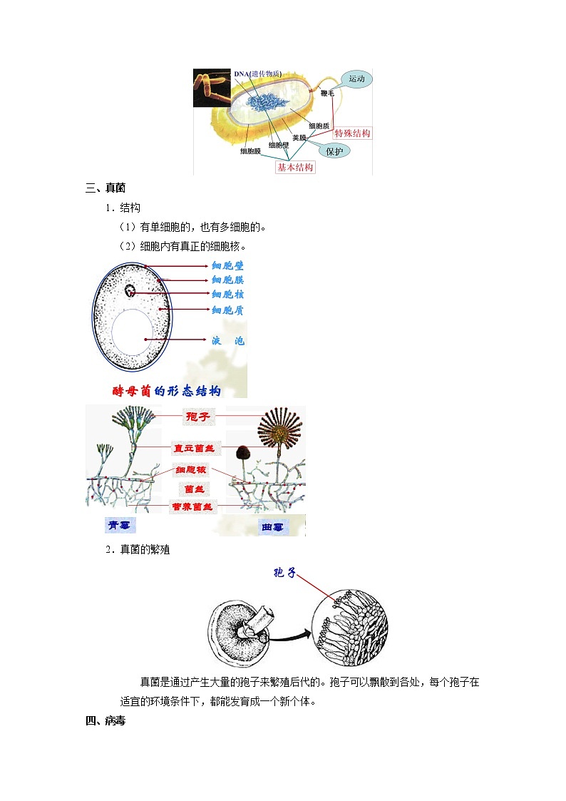 考点35 细菌、真菌与病毒(解析版)-2022年生物中考一轮过关讲练(人教版)第2页