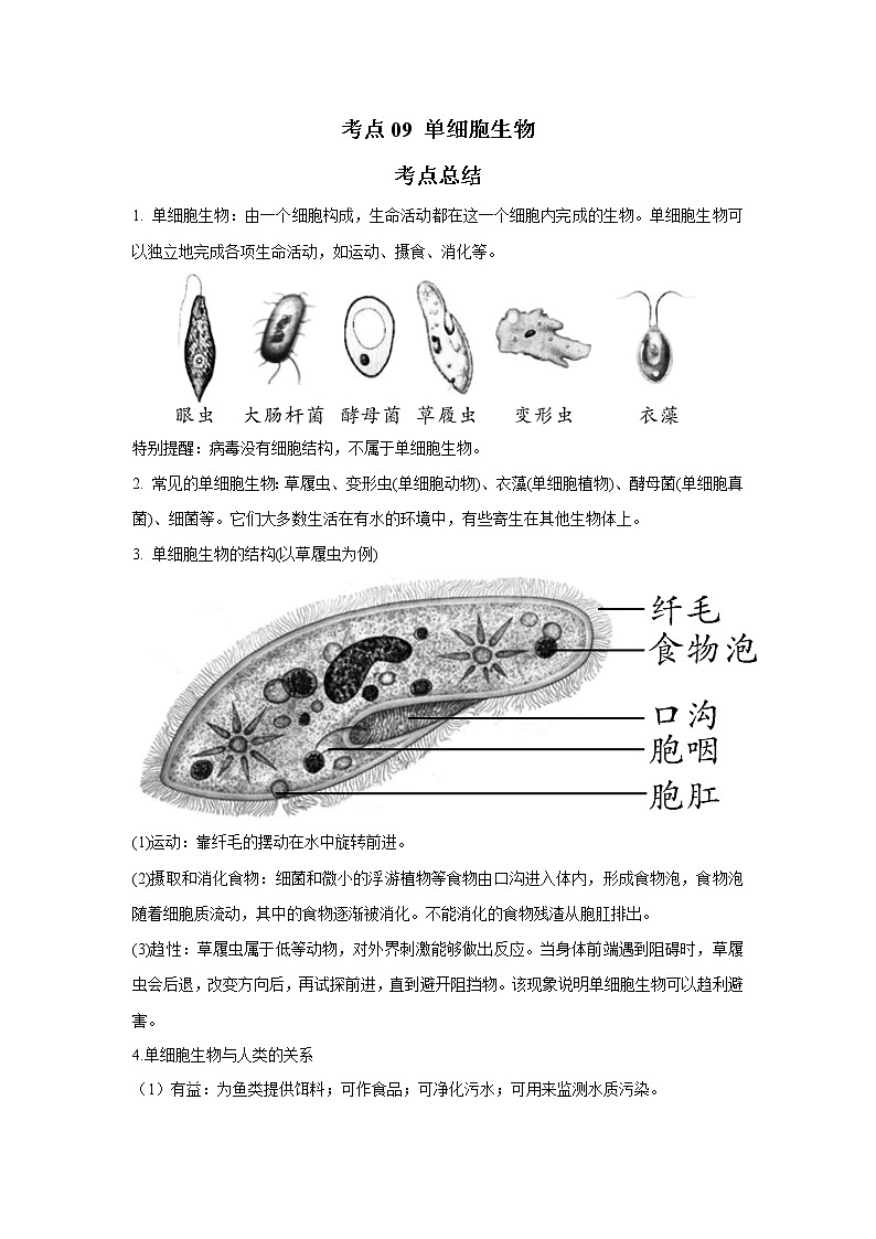 考点09 单细胞生物(解析版)-2022年生物中考一轮复习考点透析(人教版)第1页
