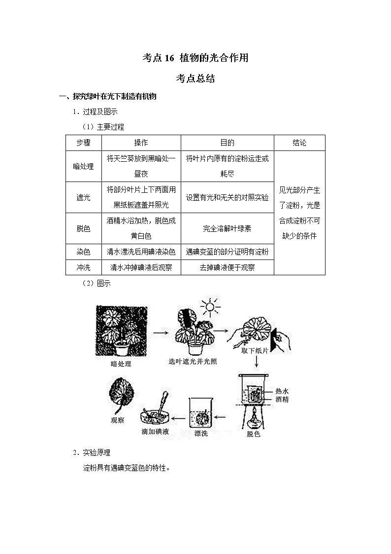 考点16 植物的光合作用(解析版)-2022年生物中考一轮复习考点透析(人教版) 试卷01