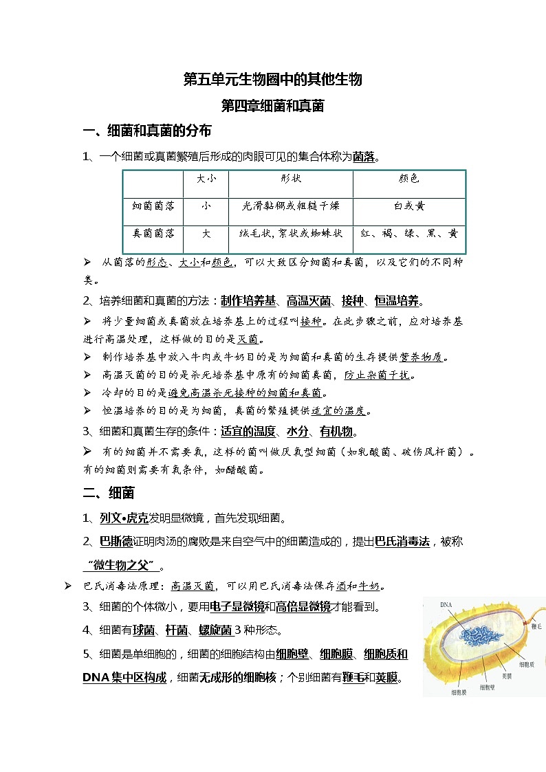 10 细菌、真菌和病毒+生物的多样性及其保护-2022年中考生物一轮复习核心考点必背知识清单01