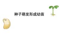 2022年中考生物备考课件:种子萌发形成幼苗