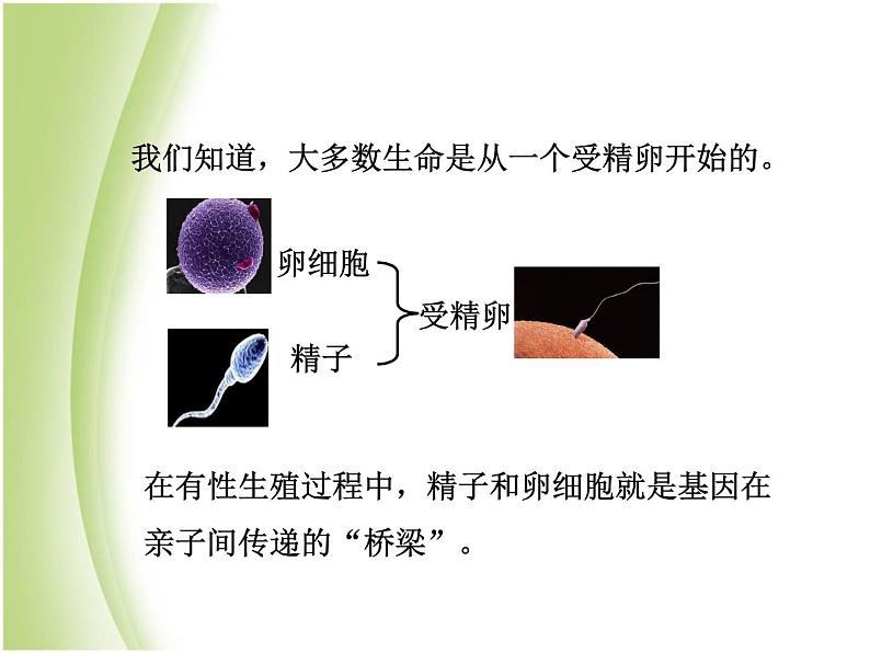 八年级生物下册第七单元生物圈中生命的延续和发展第二章生物的遗传与变异第二节基因在亲子代间的传递教学课件新人教版第5页