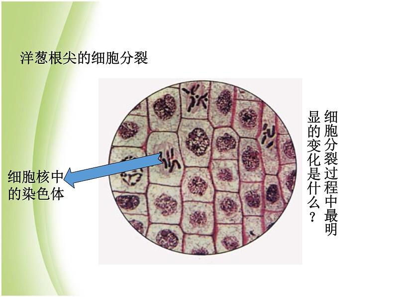 八年级生物下册第七单元生物圈中生命的延续和发展第二章生物的遗传与变异第二节基因在亲子代间的传递教学课件新人教版第6页
