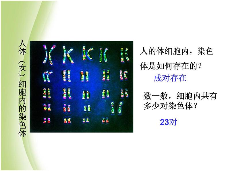 八年级生物下册第七单元生物圈中生命的延续和发展第二章生物的遗传与变异第二节基因在亲子代间的传递教学课件新人教版第7页