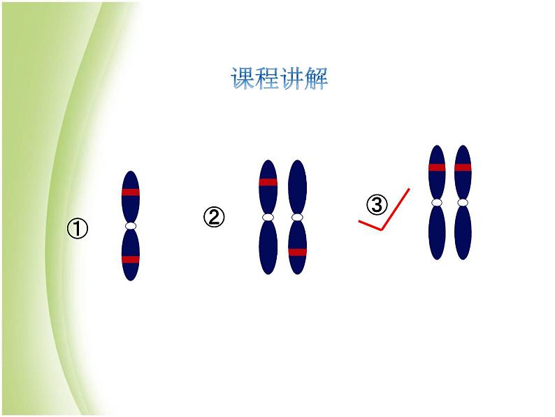 八年级生物下册第七单元生物圈中生命的延续和发展第二章生物的遗传与变异第三节基因的显性和隐性教学课件新人教版04