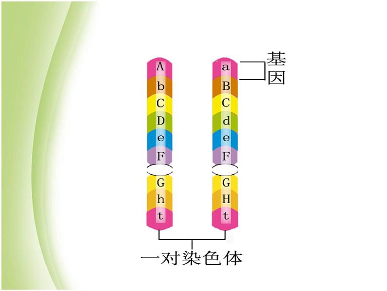 八年级生物下册第七单元生物圈中生命的延续和发展第二章生物的遗传与变异第三节基因的显性和隐性教学课件新人教版05