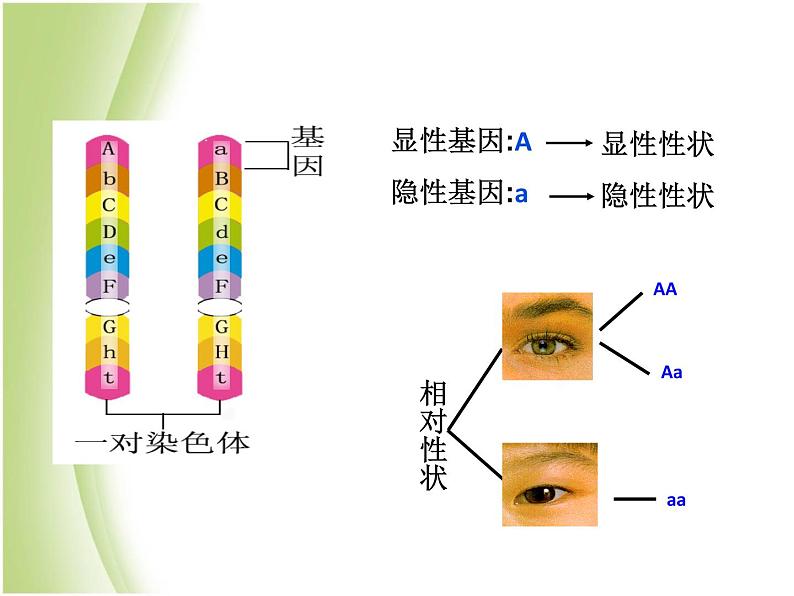 八年级生物下册第七单元生物圈中生命的延续和发展第二章生物的遗传与变异第三节基因的显性和隐性教学课件新人教版08