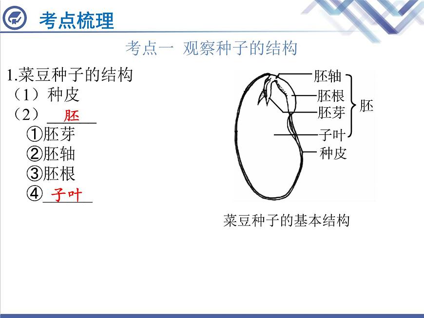 生物中考復習第4章被子植物的一生PPT課件第2頁