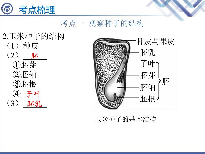 生物中考復習第4章被子植物的一生PPT課件第3頁