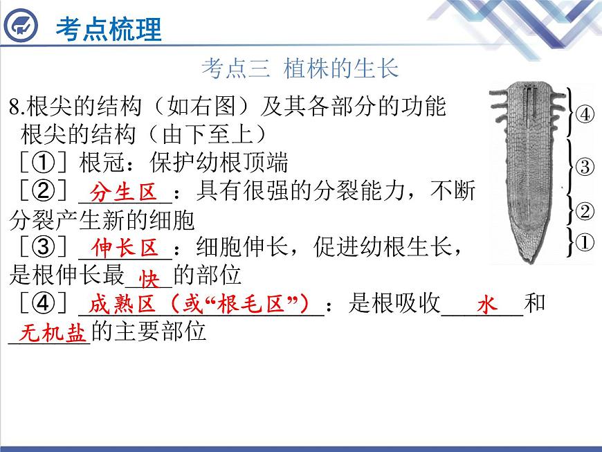 生物中考復習第4章被子植物的一生PPT課件第8頁