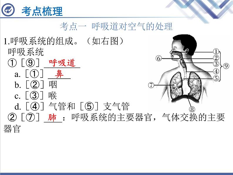 生物中考复习第9章人体的呼吸PPT课件第2页
