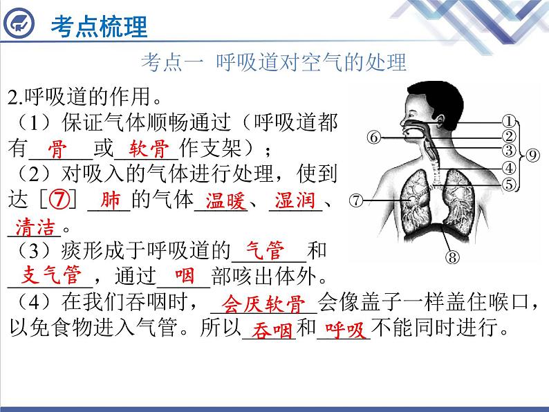 生物中考复习第9章人体的呼吸PPT课件第3页