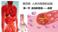 生物人教版 (新课标)第二节 血流的管道──血管授课ppt课件