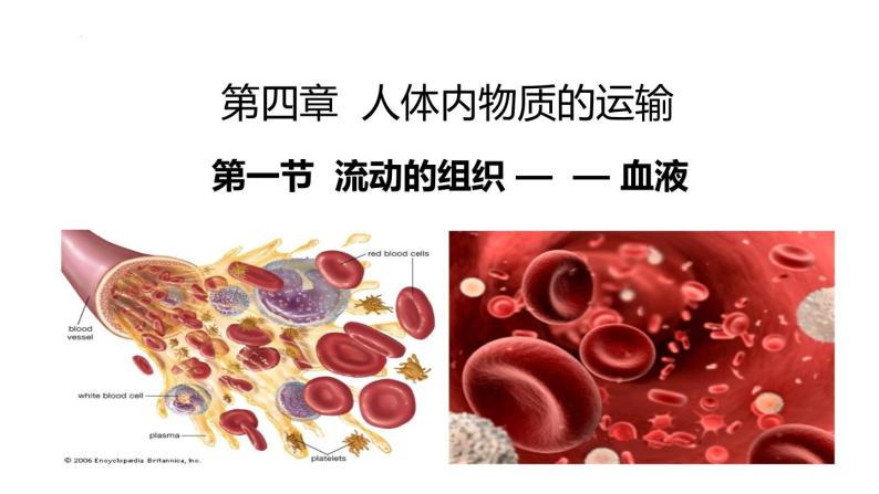 4-4-1流动的组织--血液课件2021-2022学年人教版生物七年级下册01