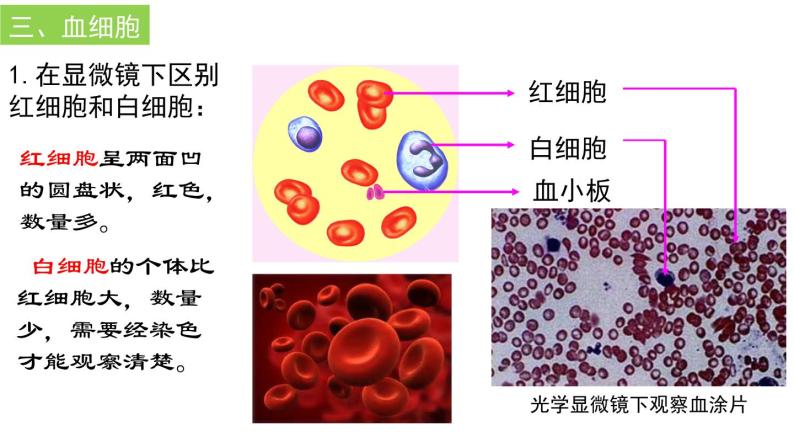 4-4-1流动的组织--血液课件2021-2022学年人教版生物七年级下册05