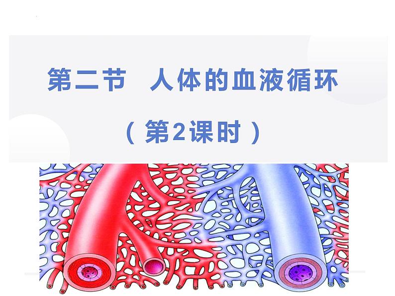 10-2人体的血液循环课件第2课时2021--2022学年苏教版生物七年级下册第1页