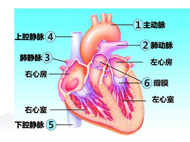 10-2人体的血液循环课件第2课时2021--2022学年苏教版生物七年级下册第4页
