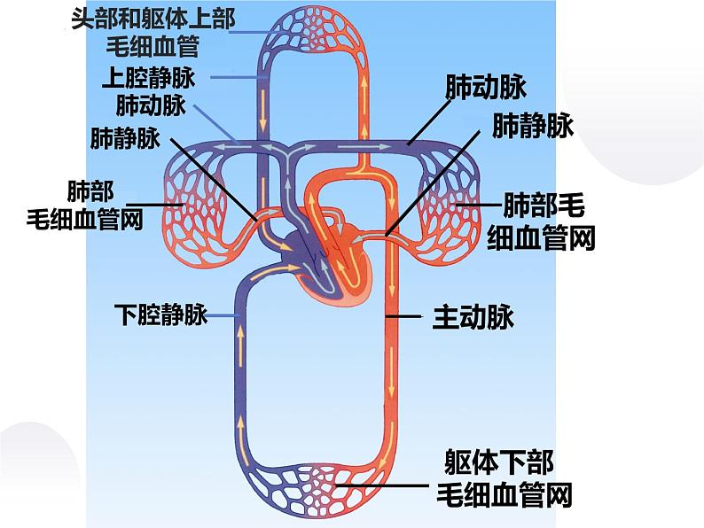 10-2人体的血液循环课件第2课时2021--2022学年苏教版生物七年级下册第7页