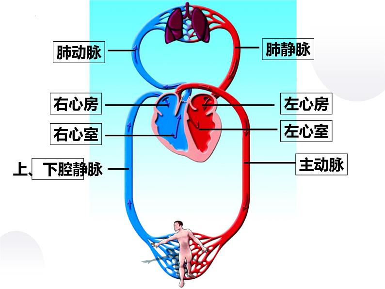 10-2人体的血液循环课件第2课时2021--2022学年苏教版生物七年级下册第8页