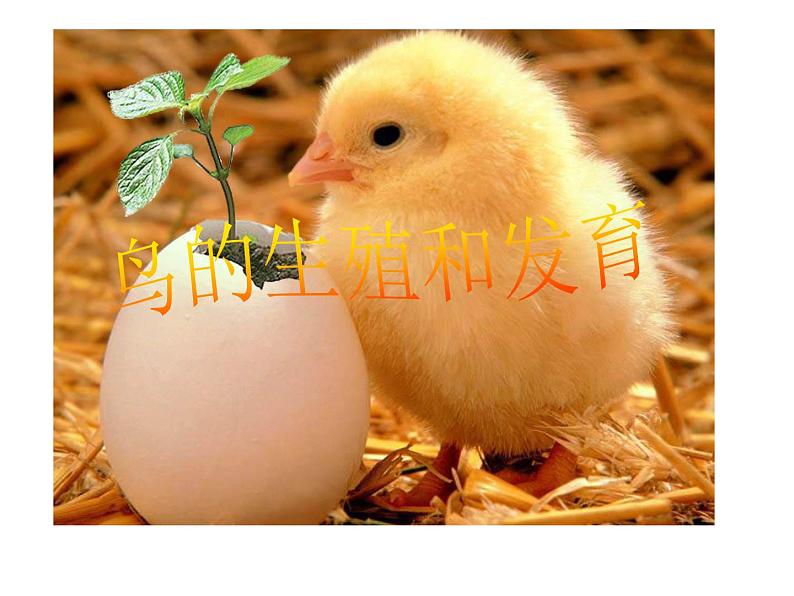 《第四节 鸟的生殖和发育》课件第1页