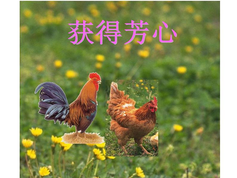 《第四节 鸟的生殖和发育》课件第4页