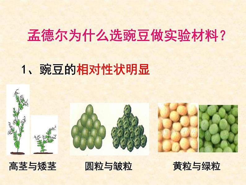 《基因的显性和隐性》课件第8页