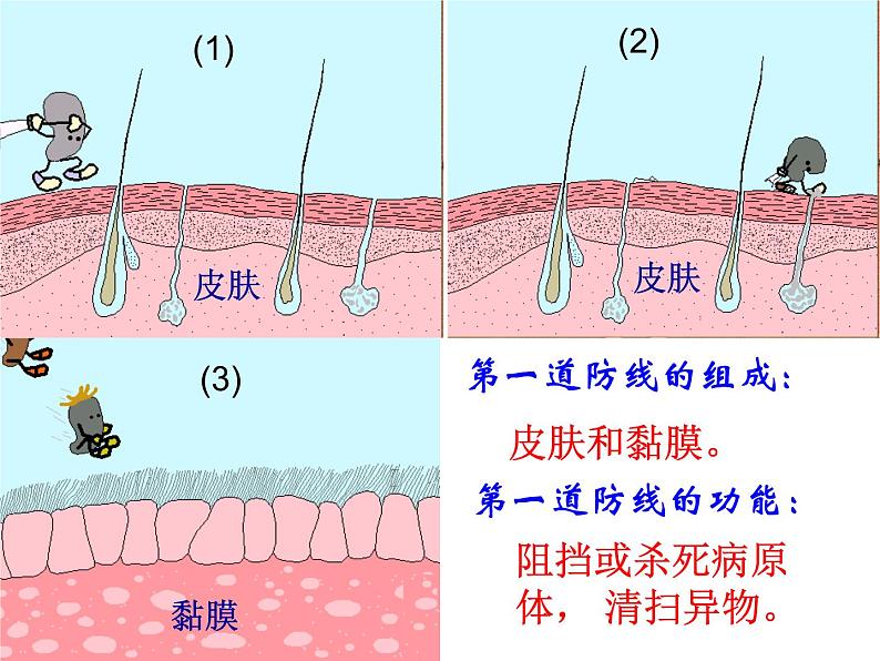 《免疫与计划免疫》课件04