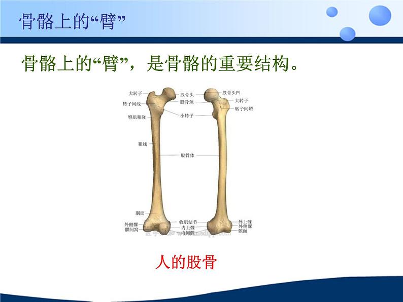 《动物的运动》课件第7页