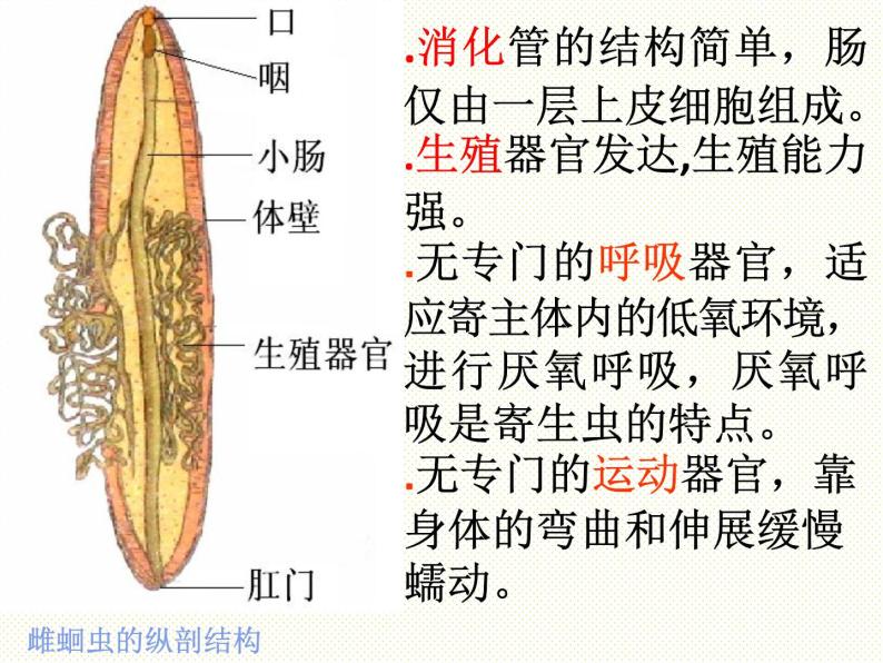 《线形动物和环节动物》课件05