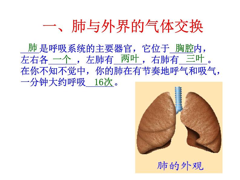 《发生在肺内的气体交换》课件第3页
