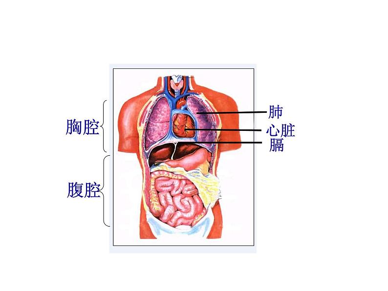 《发生在肺内的气体交换》课件第4页